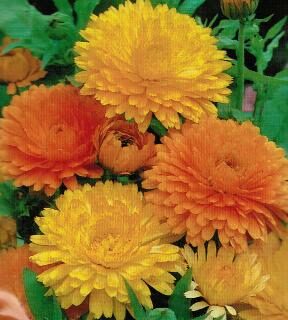 Tarhakehäkukka Sekoitus