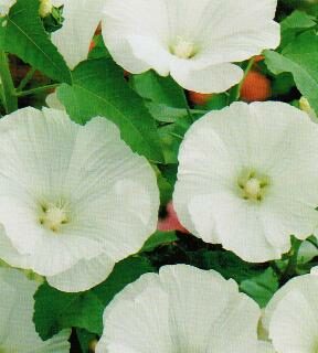 Kesämalvikki Mont Blanc