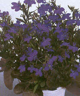 Sinilobelia Chrystal Palace 10 000 s