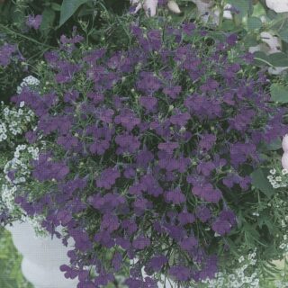 Sinilobelia Kaiser Wilhelm