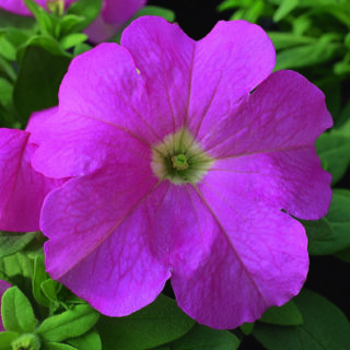 Petunia Ez-Rider F1 Deep Pink