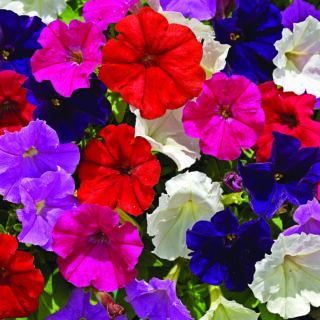 Petunia Picobella Mix