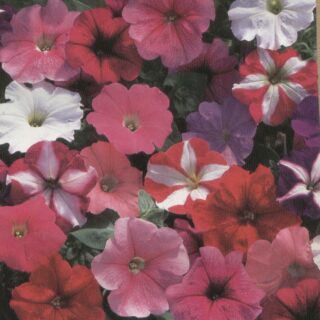 Petunia Mambo sekoitus