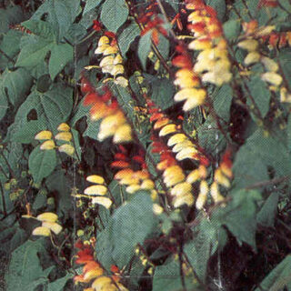 Liuskamiinanköynnös