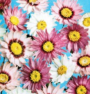 Herttaikikukka sekoitus