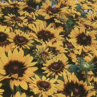 Kesäpäivänhattu Sonora 50 s.