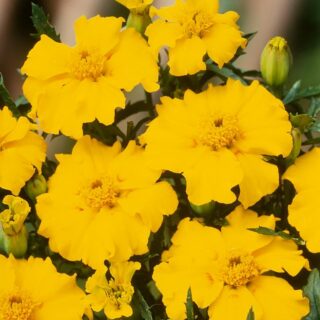 Ryhmäsamettikukka Silvia 1 g