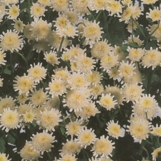 Reunuspietaryrtti Snow Crown