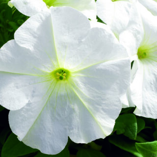 Petunia Ez-Rider F1 White 250 p.