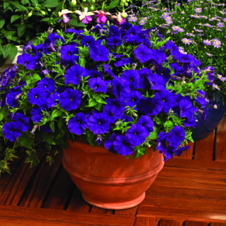 Petunia Picobella Blue 250 p.