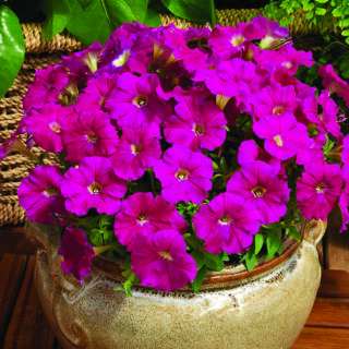 Petunia Picobella Carmine 250 p.