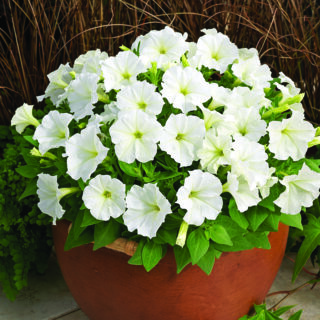 Petunia Picobella White 250 p.