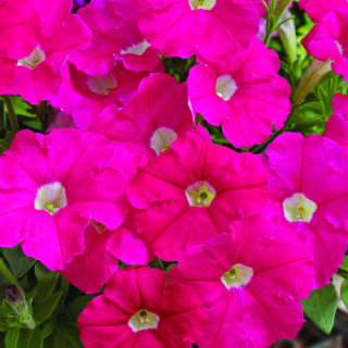 Petunia Picobella Rose 250 p.