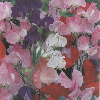 Tuoksuherne Mammut sekoitus