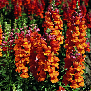 Leikkoleijonankita Rocket bronze F1