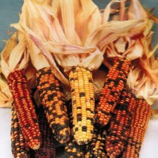 Koristemaissi Amero 100 s.