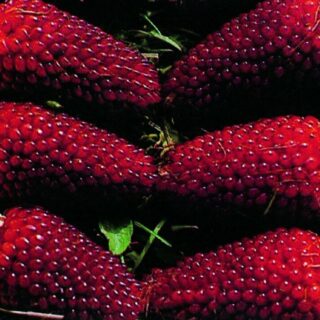 Koristemaissi Strawberry Corn