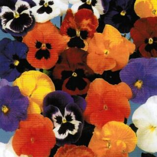 Tarhaorvokki Giant Forerunner sekoitus