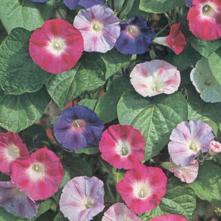 Päivänsini sekoitus