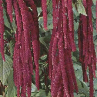 Punarevonhäntä Red Tails