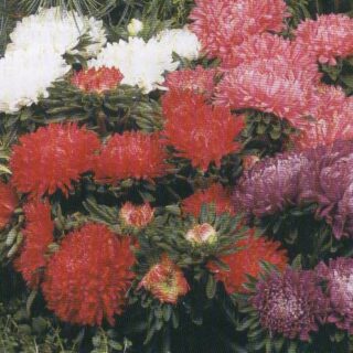 Kiinanasteri Milady Mix