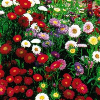 Kiinanasteri Fan sekoitus 500 s.