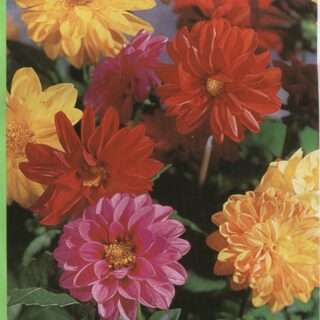 Kesädaalia Garden Pride