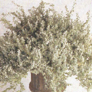 Hopeakäpälä Silver Mist