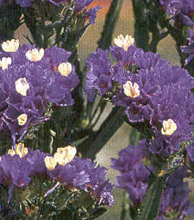 Sini-ikiviuhko Dark Blue