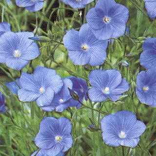 Punapellava Blue Dress