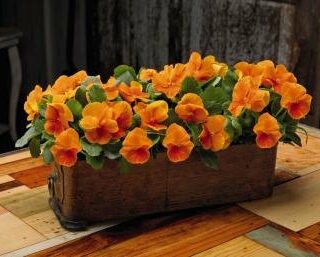 Tarhaorvokki Inspire Plus Orange 100 s. tai 500 s.