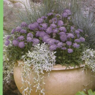 Törmäkukka Ritz Blue 100 s