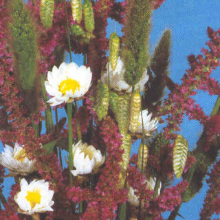 Tähkäikiviuhko Pink Pokers 1 g