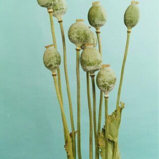 Oopiumunikko Bowling Ball