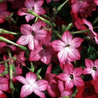 Koristetupakka Avalon F1 Pink Picotee