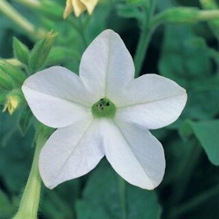 Koristetupakka Avalon F1 White