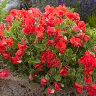 Tuoksuherne Villa Roma Scarlet