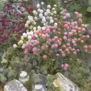 Pyöröpallohäntä Las Vegas 250 s.