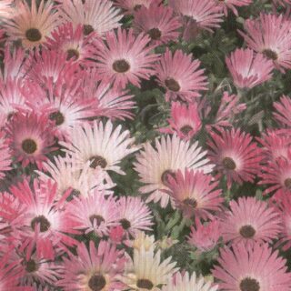 Keskipäivänkukka sekoitus 5 g