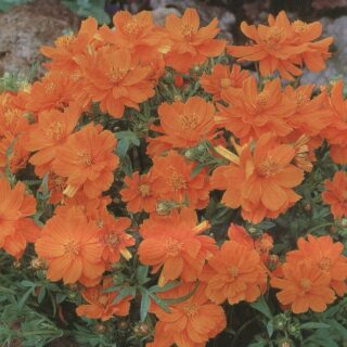 Keltakosmoskukka Cosmic Orange 250 s.