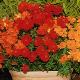 Keltakosmoskukka Cosmic Mix 250 s