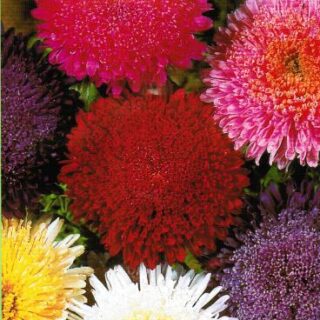 Kiinanasteri Benary's Princess 250 s.