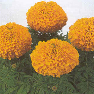 Iso samettikukka Antiqua F1 Gold