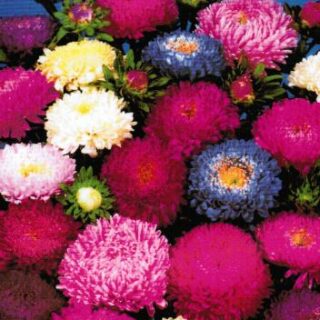 Kiinanasteri Matador sekoitus 250 s.