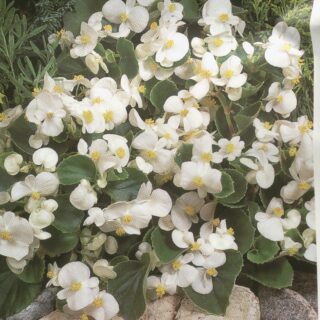 Kesäbegonia Super Olympia White noin 100 s.
