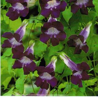 Sinipunavaula Joan Lorraine