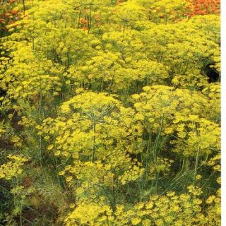 Koristetilli Vierling