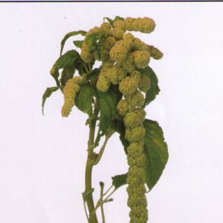 Punarevonhäntä Green Pearls