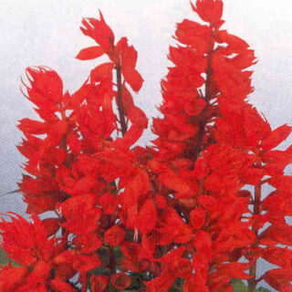 Tulisalvia Salvano (kahta eri pakkauskokoa)