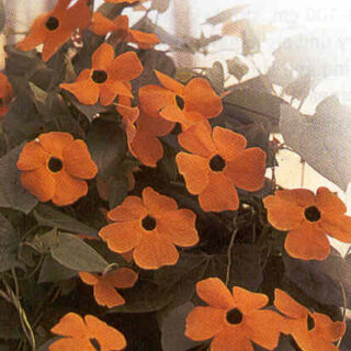 Mustasilmäsusanna Susie Orange with Black Eye 100 s.